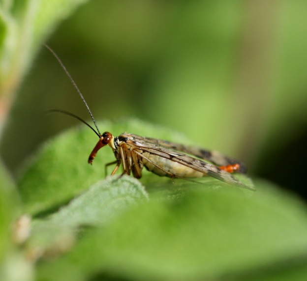 Panorpa sp. femmina